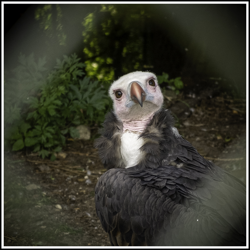 Avifauna35 870px 25wit 5zwart