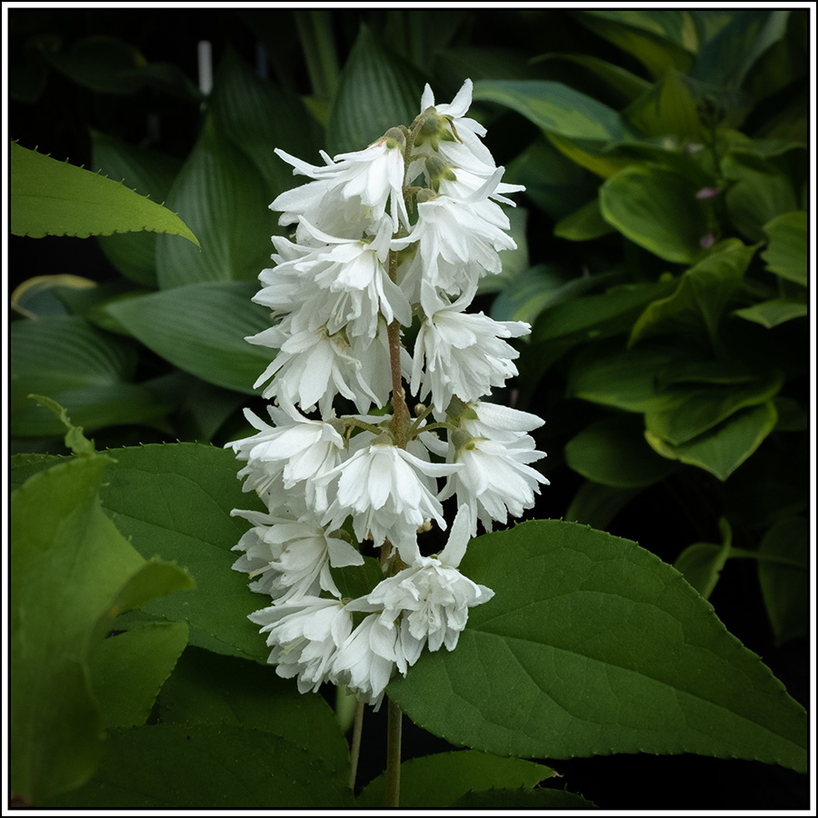 Deutzia76 900px