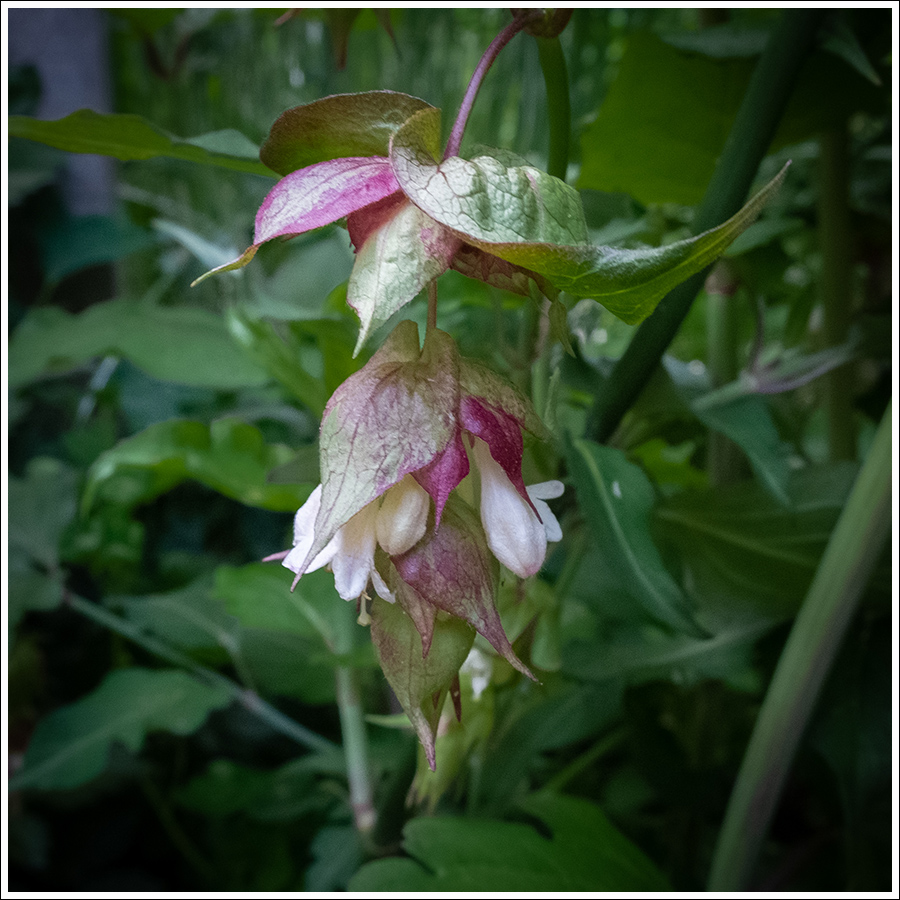 GrootmoedersOorbel62 900px