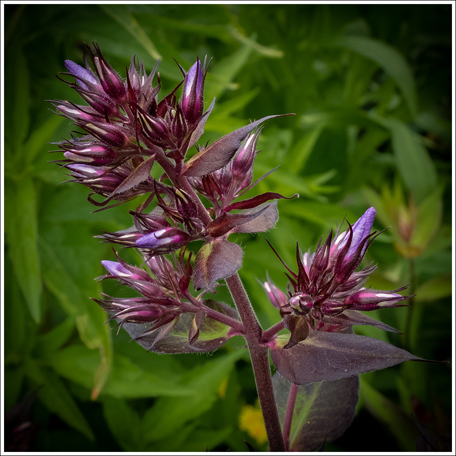 Phlox Vlambloem34 900px