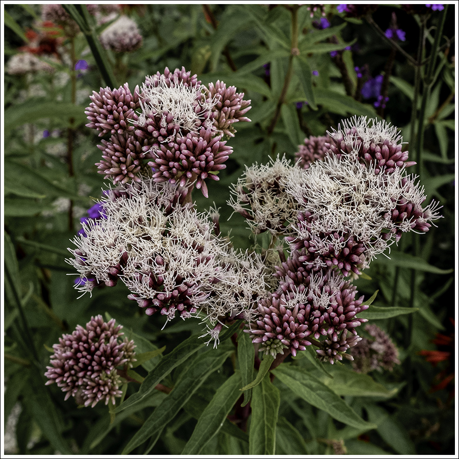 Prinsessenkruid 900px