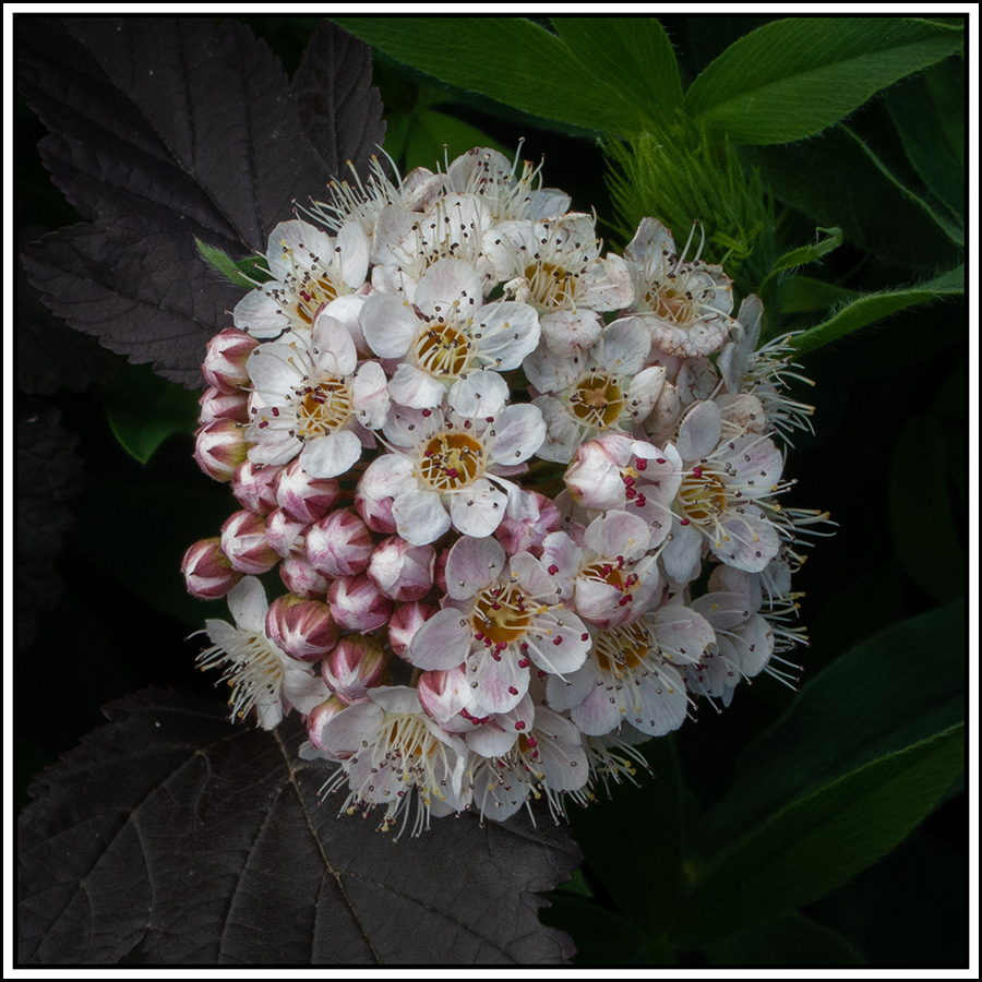 Sneeuwbal Spirea 900px