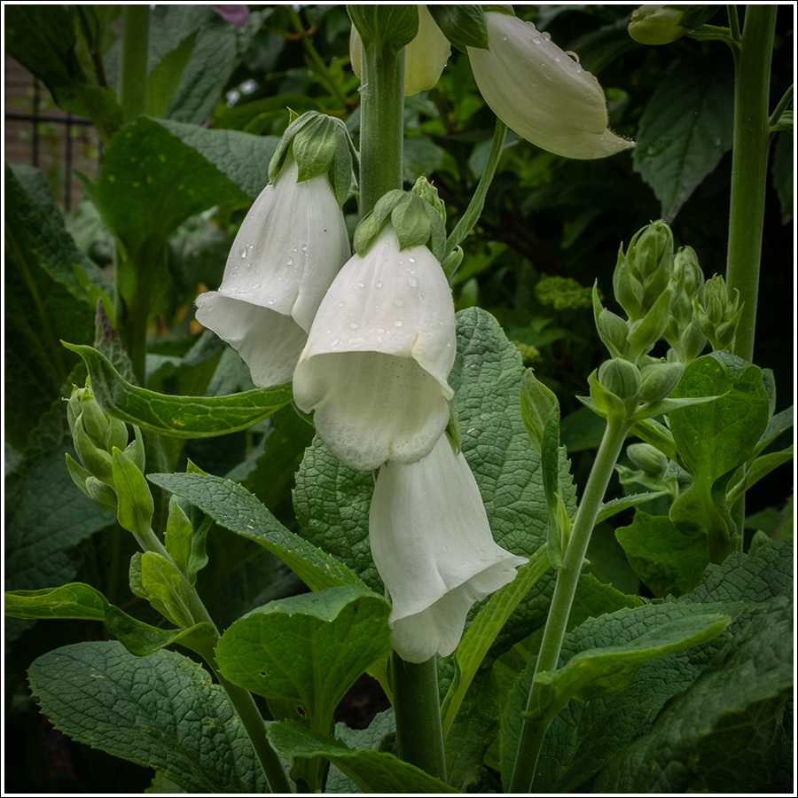 Vingerhoedskruid 900px