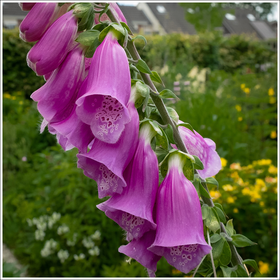 Vingerhoedskruid07 900px