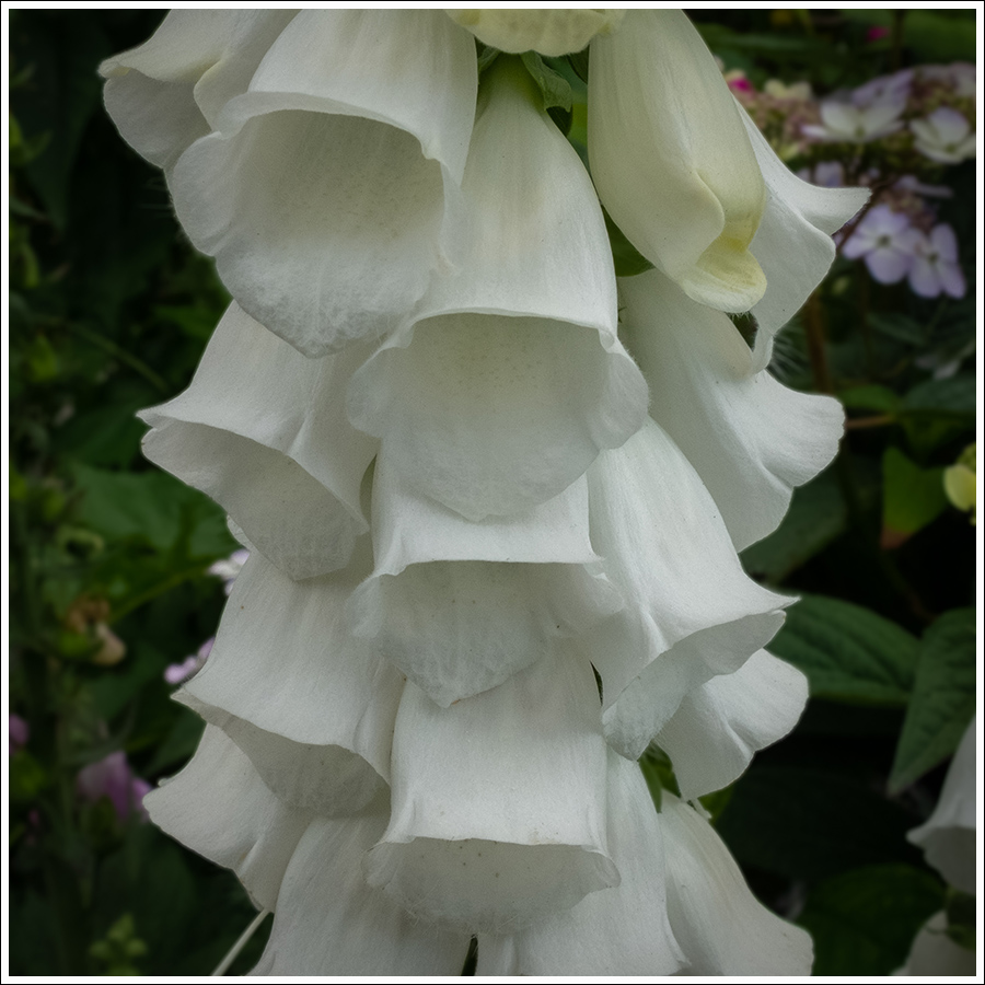 Vingerhoedskruid99 wit 900px