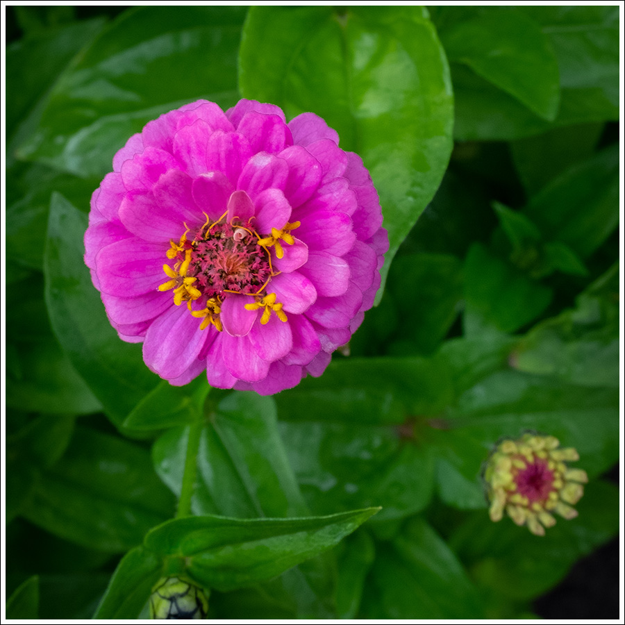 Zinnia 900px