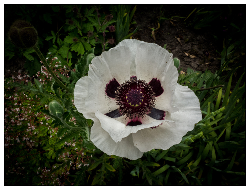 papaver