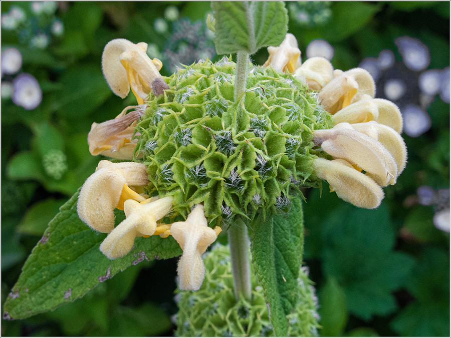 phlomis2