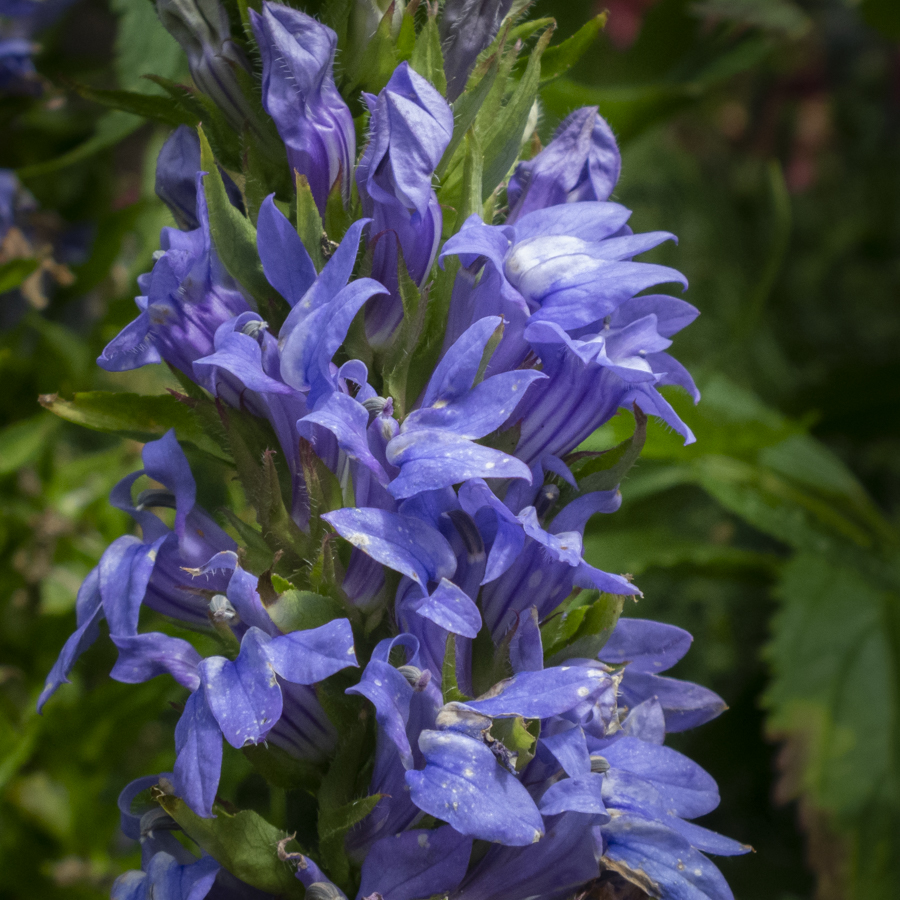 Lobelia655