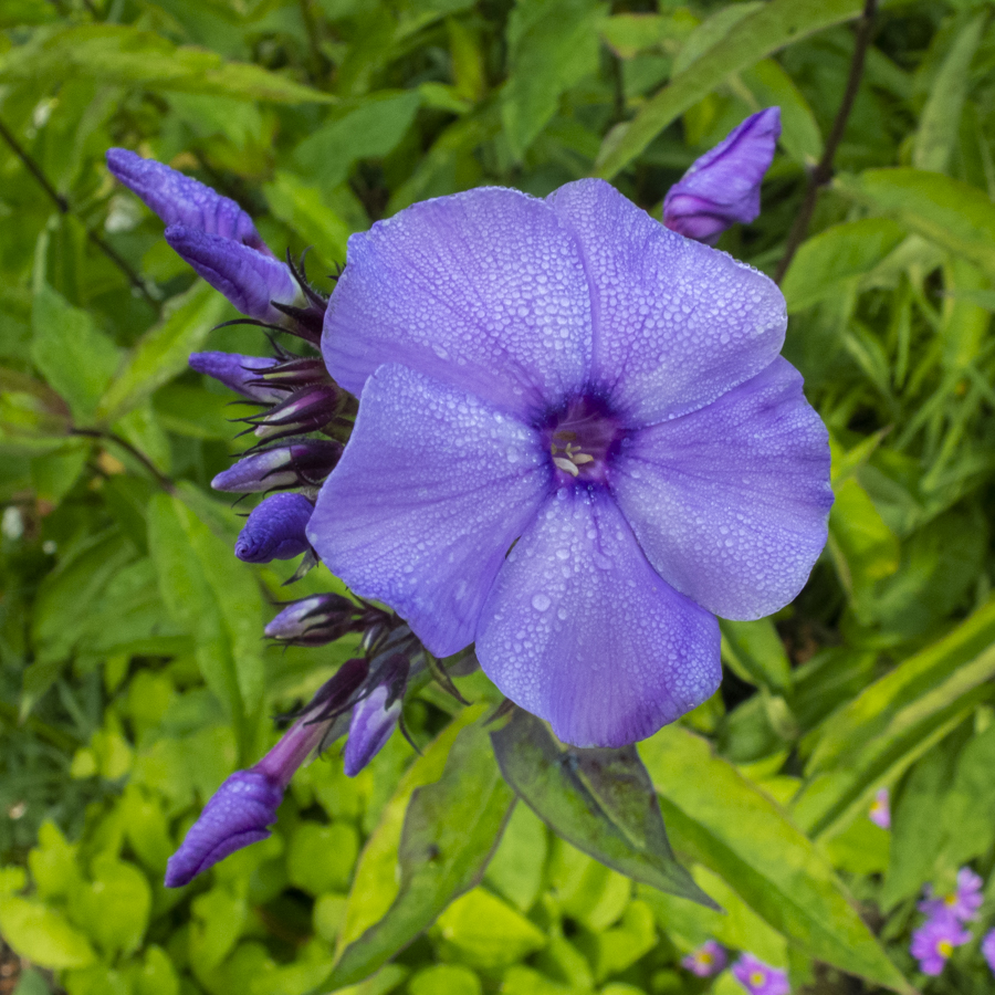 Phlox blauw