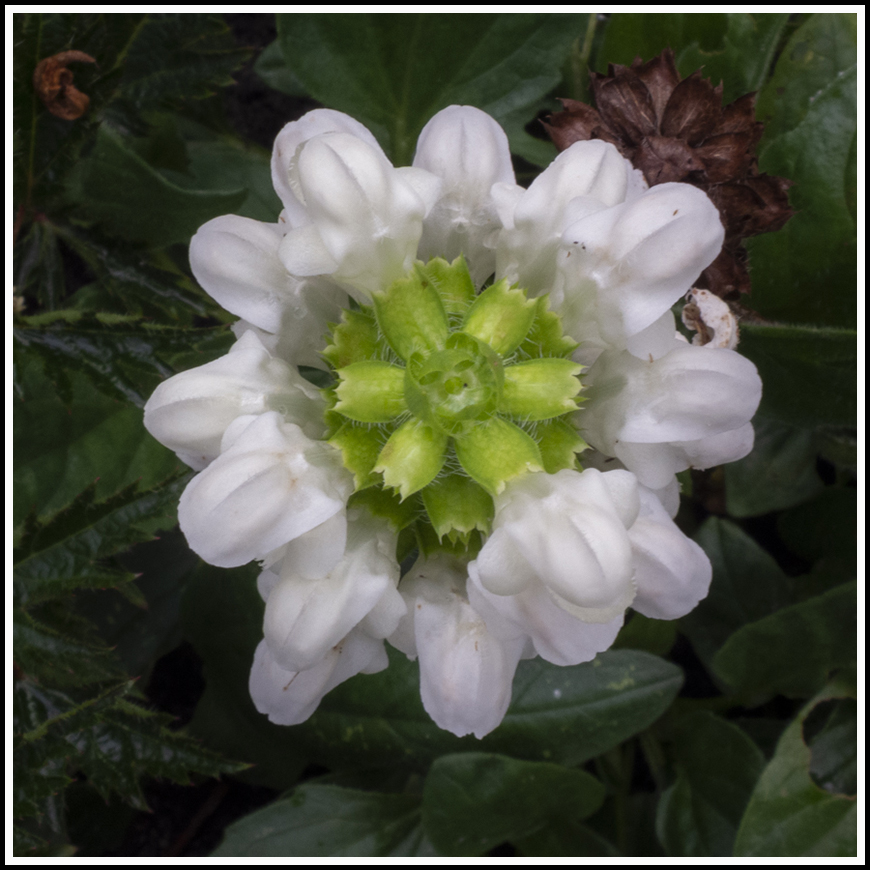 WitteBrunel 870px 25wit 5zwart