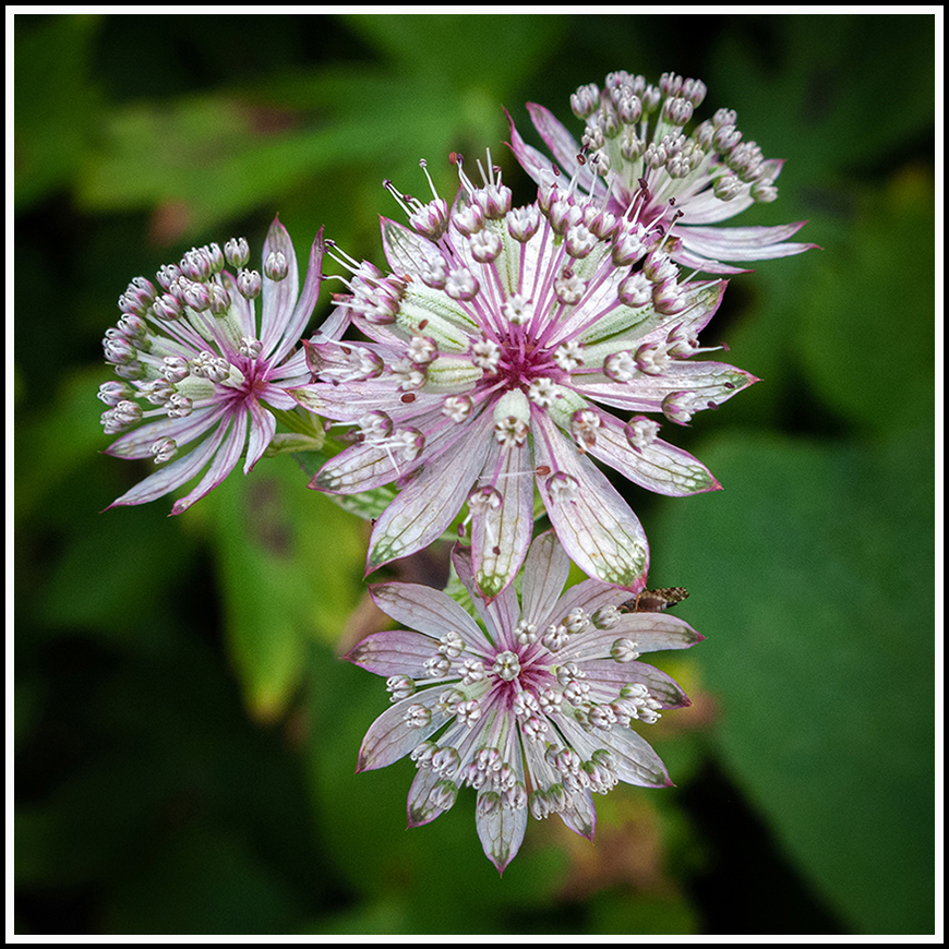 ZeeuwsKnoopje 870px 25wit 5zwart