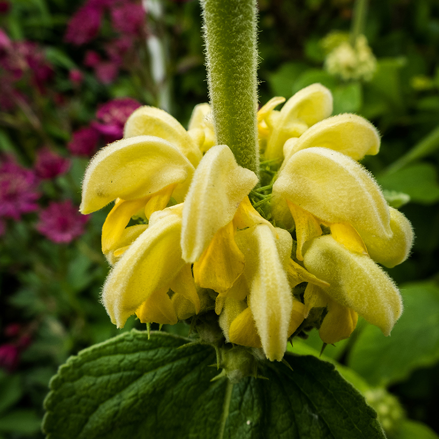 phlomis 900px